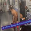 black fucking in a train in front of everybody