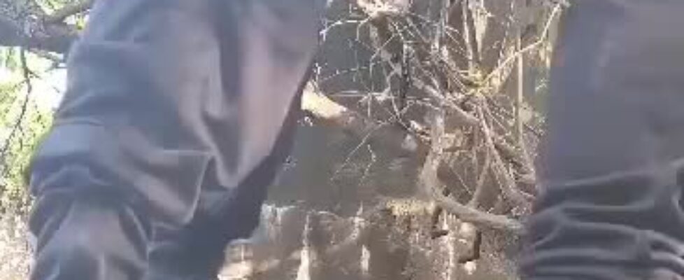 Fucking in the bushes with my horny cousin